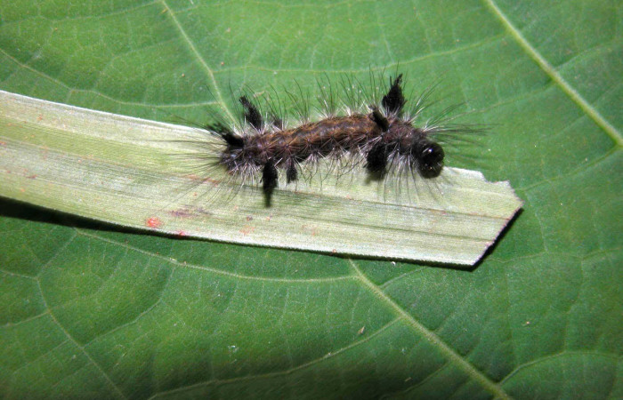 Fig.12. Larva de <i>Mydromera notochloris</i> en posición lateral. Voucher : 04-SRNP-56188-DHJ400301.jpg.