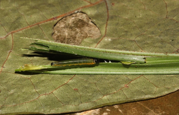 Fig.13. Larva de <i>hespBioLep01</i> BioLep12 en posición lateral. Voucher : 21-SRNP-31693-DHJ787853.jpg.