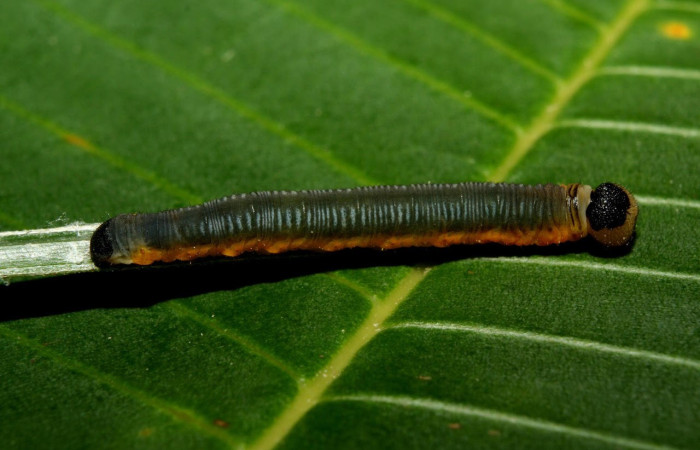 Fig.14. Larva de <i>hespBioLep01</i> BioLep12 en posición lateral. Voucher : 12-SRNP-70403-DHJ494951.jpg.