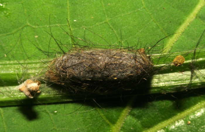 Fig.16. Mostrando capullo parásito. En larva de <i>Trichura druryi</i>. Voucher : 12-SRNP-30320-DHJ485180.jpg.