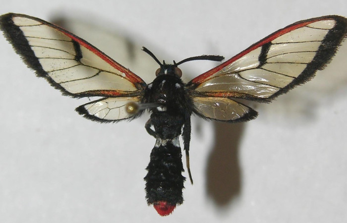 Fig.3.Adulto de <i>Chrysostola moza</i> en posición dorsal. Voucher : 11-SRNP-31739-DHJ553562.jpg.