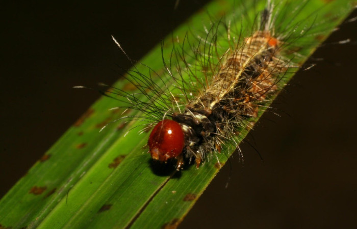 Fig.7. Larva de <i>Trichura druryi</i> en posición frontal. Voucher : 06-SRNP-42324-DHJ414788.jpg.