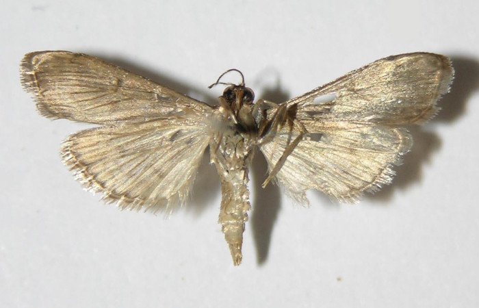 Fig. 02. Adulto de <i>Herpetogramma phaeopteralis</i>, vista ventral, 20mm de longitud. Voucher: 04-SRNP-32462-DHJ332439.jpeg.