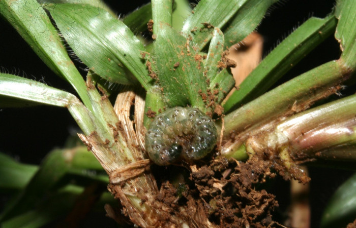 Fig. 04. Larva de <i>Herpetogramma phaeopteralis</i>, vista lateral, 15mm de longitud, último estadío. Voucher: 10-SRNP-41296-DHJ472841.jpeg.