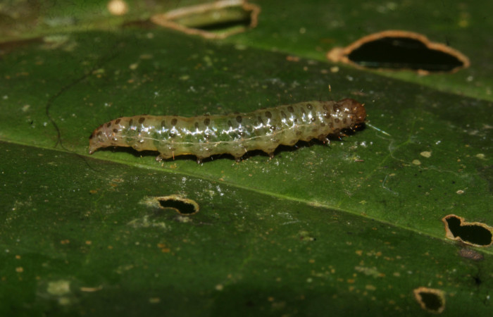 Fig. 07. Larva de <i>Herpetogramma phaeopteralis</i>, vista lateral, 15mm de longitud, último estadío. Voucher: 25-SRNP-30550-DHJ789790.jpg.