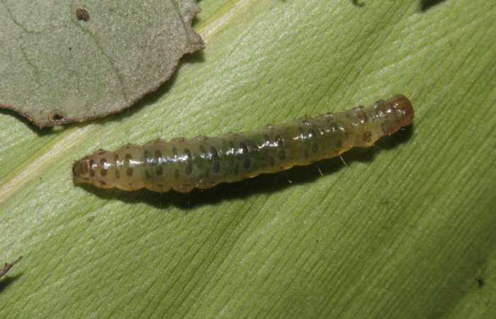 Fig. 08. Larva de <i>Herpetogramma phaeopteralis</i>, vista doral, 15mm de longitud, último estadío. Voucher: 25-SRNP-30550-DHJ789795.jpg.