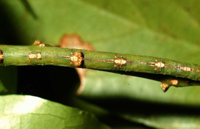 Figura 5. Larva de <i>Sabulodes arge</i> (Geometridae). Parte dorsal. Voucher: 02-SRNP-8483-DHJ66377.jpg.