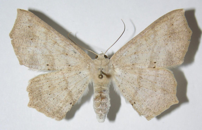 Figura 6. Adulto de <i>Sabulodes loba</i> (Geometridae). Vista dorsal. Voucher: 04-SRNP-47887-DHJ324744.