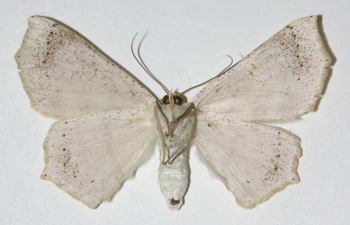 Figura 7. Adulto de <i>Sabulodes loba</i> (Geometridae). Vista ventral. Voucher: 04-SRNP-47887-DHJ324745.