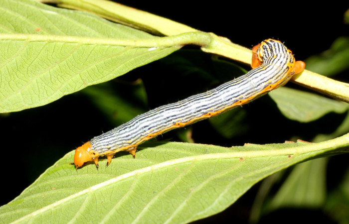Figura 3. Larva de <i>Sabulodes loba</i> (Geometridae). Parte dorsal. Voucher: 17-SRNP-2144-DHJ704756.jpg.