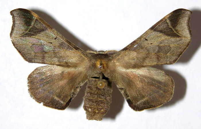 Figura 9. Adulto de <i>Quentalia</i> surynortaDHJ03 (Bombycidae), hembra vista dorsal, localidad Vado Rio Espavelar, Sector Orosi ACG (275). Voucher: 00-SRNP-16162-DHJ329606 jpg.