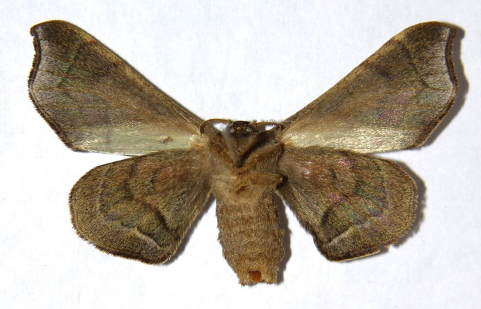 Figura 10. Adulto de <i>Quentalia</i> surynortaDHJ03 (Bombycidae), hembra vista dorsal, localidad Vado Rio Espavelar, Sector Orosi ACG (275). Voucher: 00-SRNP-16162-DHJ329607 jpg.