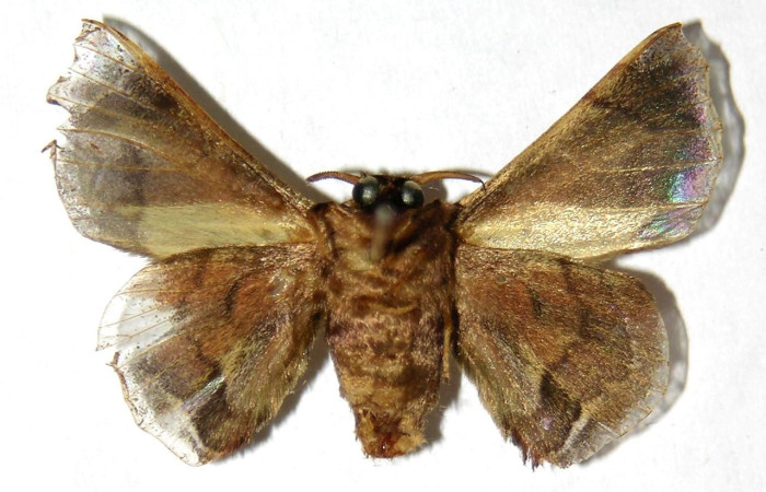 Figura 8. Adulto de <i>Quentalia</i> surynortaDHJ03 (Bombycidae), macho vista dorsal, localidad Vado Rio Espavelar, Sector Orosi ACG (275). Voucher: 00-SRNP-16164-DHJ329609.jpg.