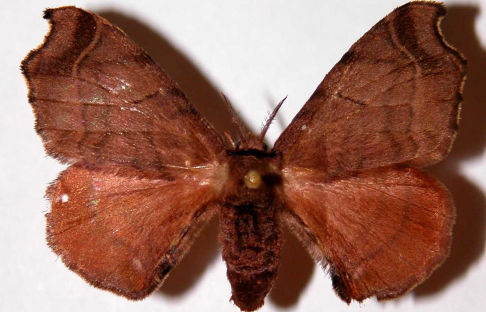Figura 22. Adulto de <i>Quentalia chromana</i> (Bombycidae), hembra vista dorsal, localidad Rio Blanco Abajo, Sector San Cristóbal ACG (500). Voucher: 00-SRNP-23639-DHJ33968.jpg.