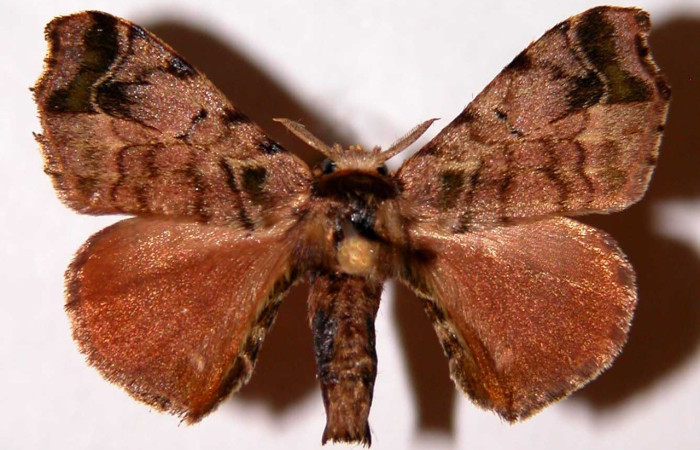 Figura 21. Adulto de <i>Quentalia chromana</i> (Bombycidae), macho vista dorsal, localidad Sendero Ponderosa, Sector Cacao ACG (1060). Voucher: 01-SRNP-11387-DHJ33974.jpg.