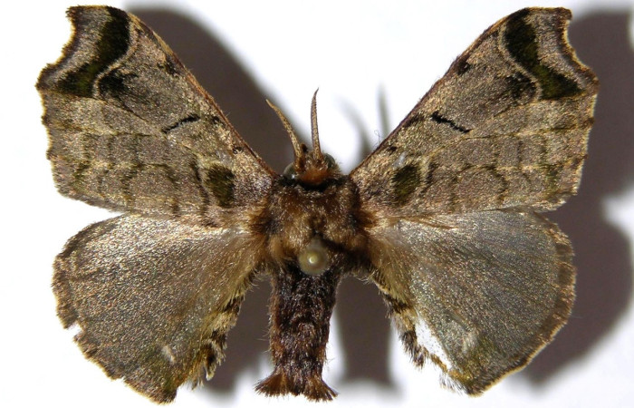 Figura 13. Adulto de <i>Quentalia</i> chromanaDHJ01 (Bombycidae), macho vista dorsal, localidad Sendero Ponderosa, Sector Cacao ACG (1060). Voucher: 04-SRNP-35419-DHJ330368.jpg.