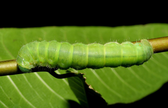 Figura 3. Larva <i>Quentalia</i> surynortaDHJ03 (Bombycidae), último estadío (U) vista dorsal, localidad Punta Plancha, Sector Mundo Nuevo ACG (420). Voucher: 07-SRNP-56801-DHJ423020.jpg.