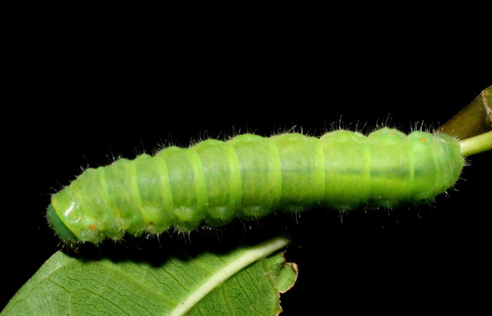 Figura 4. Larva <i>Quentalia</i> surynortaDHJ03 (Bombycidae), último estadío (U) vista dorsal, localidad Punta Plancha, Sector Mundo Nuevo ACG (420). Voucher: 07-SRNP-56801-DHJ423021.jpg.