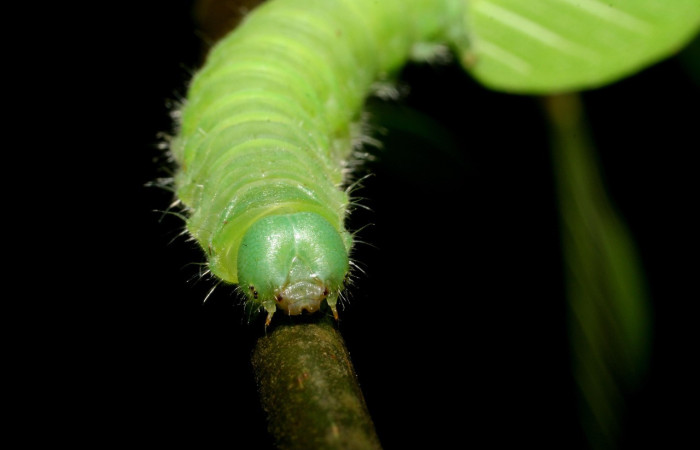 Figura 5. Larva <i>Quentalia</i> surynortaDHJ03 (Bombycidae), último estadío (U) vista cabeza de frente, localidad Punta Plancha, Sector Mundo Nuevo ACG (420). Voucher: 07-SRNP-56801-DHJ423022.jpg.