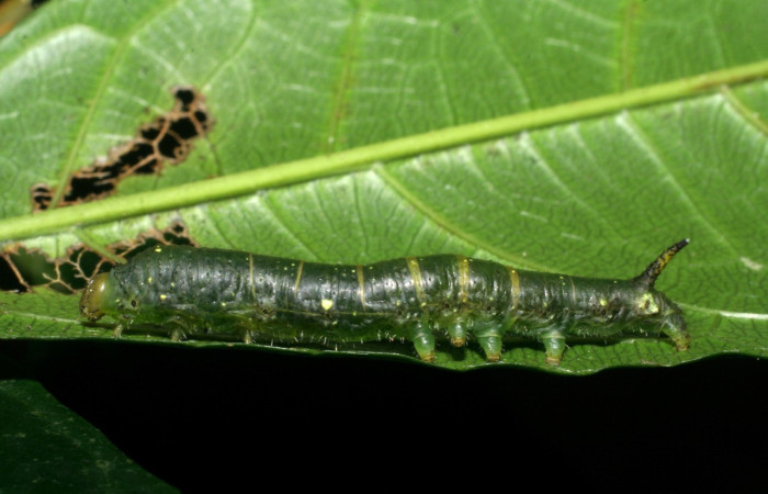 Figura 11. Larva <i>Quentalia</i> chromanaDHJ01 (Bombycidae), último estadío (U) vista lateral, localidad Sendero Naciente, Sector Pitilla ACG (700). Voucher: 08-SRNP-32104-DHJ445652.jpg.