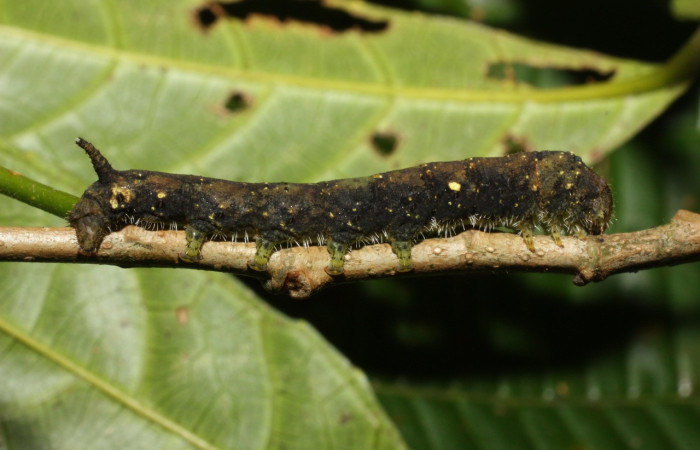Figura 12. Larva <i>Quentalia</i> chromanaDHJ01 (Bombycidae), último estadío (U) vista lateral, localidad Sendero Naciente, Sector Pitilla ACG (700). Voucher: 11-SRNP-35730-DHJ489875.jpg.