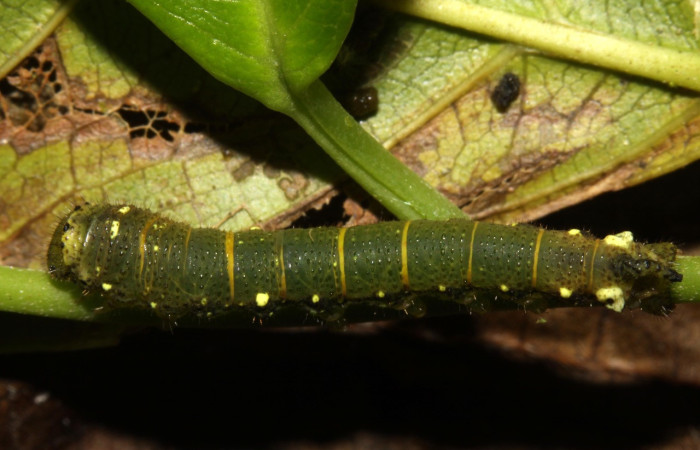 Figura 20. Larva <i>Quentalia chromana</i> (Bombycidae), último estadío (U) vista dorsal, localidad Sendero Naciente, Sector Pitilla ACG (700). Voucher: 13-SRNP-31586-DHJ701877.jpg.