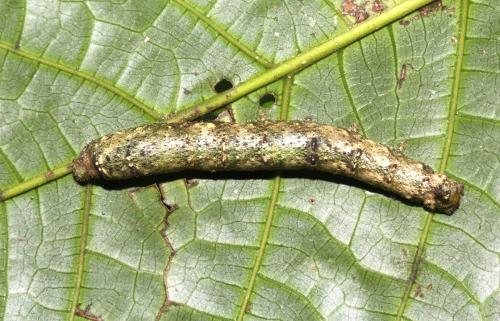 Figura 15. Larva <i>Quentalia</i> chromanaDHJ02 (Bombycidae), último estadío (U) vista dorsal, localidad Sendero Orosilito, Sector Pitilla ACG (900). Voucher: 17-SRNP-30336-DHJ735982.jpg.