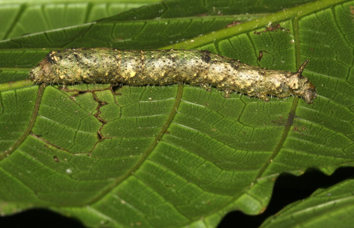 Figura 16. Larva <i>Quentalia</i> chromanaDHJ02 (Bombycidae), último estadío (U) vista lateral, localidad Sendero Orosilito, Sector Pitilla ACG (900). Voucher: 17-SRNP-30336-DHJ735982.jpg.