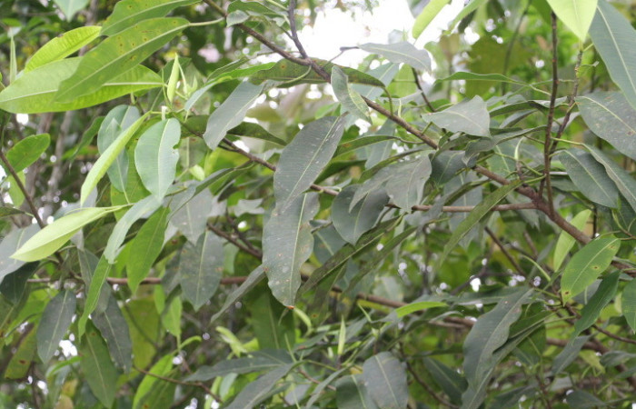 Figura 23. Planta hospedera de <i>Quentalia</i> surynortaDHJ03 (Bombycidae), esta planta se llama <i>Ficus insípida</i> (Moraceae), localidad Medrano Estación Quica Sector Pitilla ACG (380m), Foto: Ricardo Calero, 11 Mayo 2025.