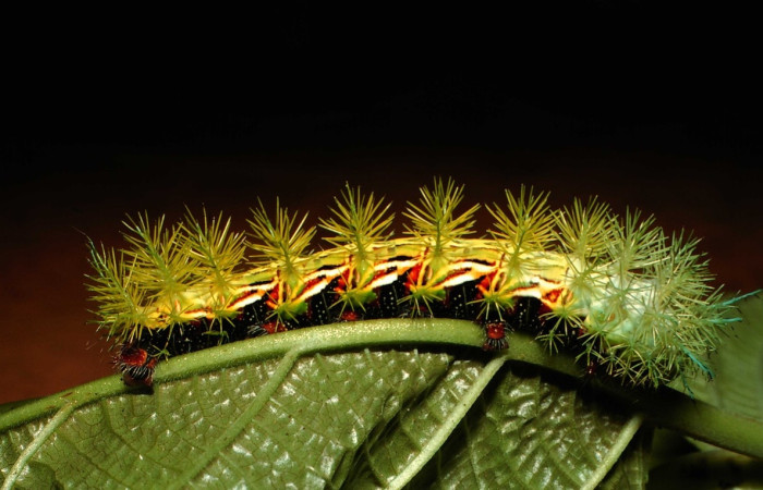 Figura 12. Larva de <i>Automeris</i> zuganaDHJ02 (Saturniidae).  vista lateral (00-SRNP-21798-DHJ56414