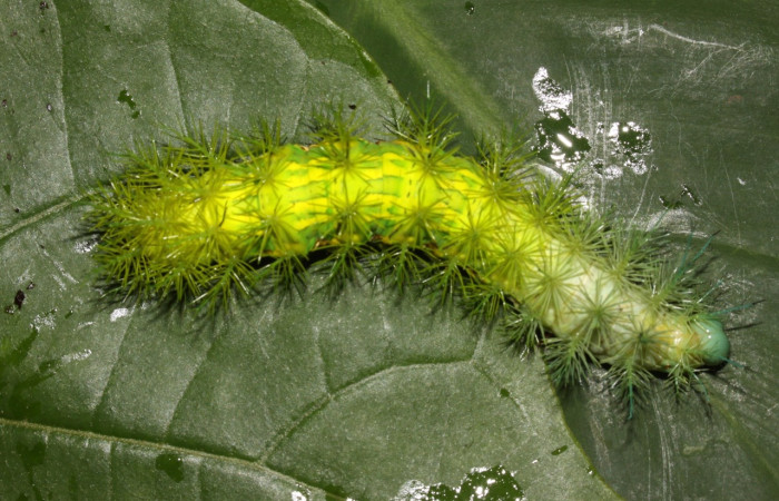 Figura 9. Larva de <i>Automeris zugana</i> (Saturniidae)  vista ventral. (14-SRNP-30700-DHJ720830
