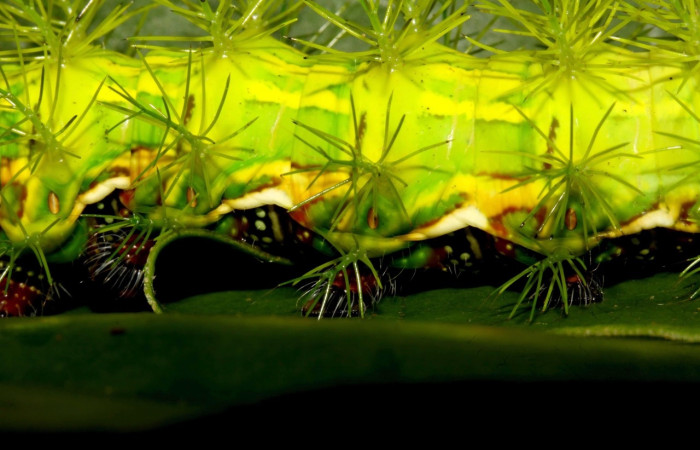 Figura 10. Larva de <i>Automeris zugana</i> (Saturniidae) en último estadio posicion normal parte enfocada lateral. 14-SRNP-30700-DHJ720833