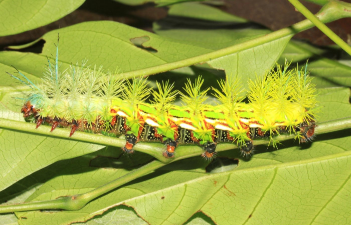 Figura 11. Larva de <i>Automeris</i> zuganaDHJ02 (Saturniidae).  vista lateral (15-SRNP-30710-DHJ721895