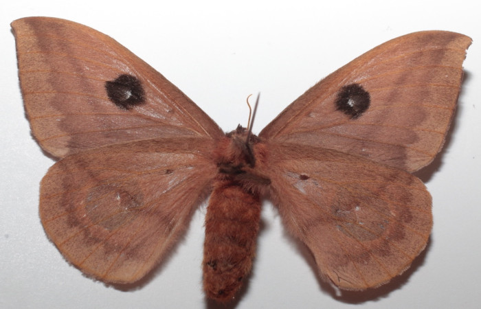 Figura 3. Adulto de <i>Automeris zugana</i> (Saturniidae) (hembra) vista dorsal. (21-SRNP-57423-DHJ731846