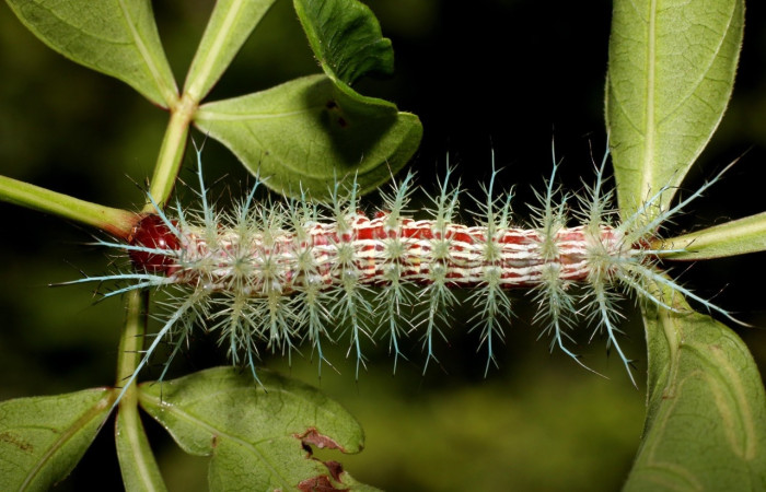 Figura 7. Larva de <i>Automeris zugana</i> (Saturniidae)  vista ventral. (22-SRNP-26935-DHJ762202