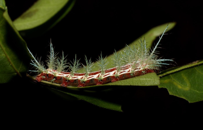 Figura 8. Larva de <i>Automeris zugana</i> (Saturniidae)  vista lateral. (22-SRNP-26935-DHJ762207