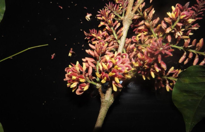 Figura 12 <i>Platymiscium parviflorum</i> (Fabaceae) planta hospedera de <i>Automeris zugana</i> (Saturniidae), aqui podemos observar la flor de la planta Fto ACG