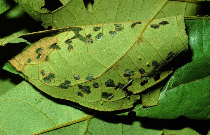 Figura 7. Casa en último estadio <i>Hampea appendiculata</i> (Malvaceae).  Voucher: 01-SRNP-2396-DHJ61294.jpg.