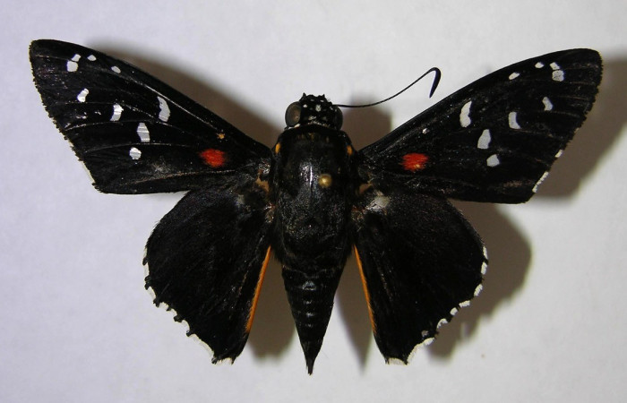 Figura 18. Adulto de <i>Apyrrothrix burnsi</i> (Hesperiidae). Macho, vista dorsal. Voucher: 07-SRNP-992-DHJ369902.