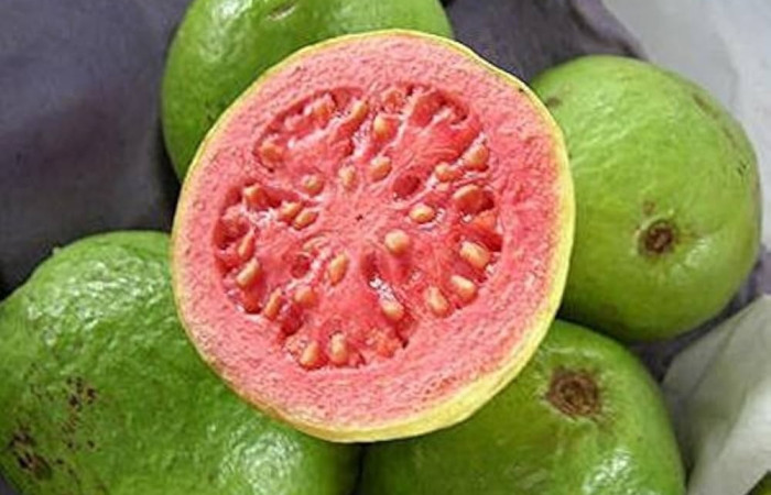 Figura 22. Frutos de <i>Psidium guajava</i> (introduced) (Myrtaceae) una  de las plantas hospederas de la que se alimenta Apyrrothrix burnsi (Hesperiidae). Foto: Wikipedia.
