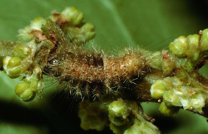 Fig. 10 Larva [I]Meganola[/I] biolep60, (Nolidae), vista dorsal mide 8mm. Estación, Sector Cacao, 500m. 02-SRNP-8206-DHJ65213.jpg