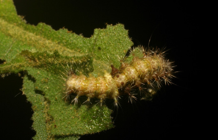 Fig. 12 Larva <i>Meganola bifiliferata</i> (Nolidae), vista dorsal mide 8mm. Estación, Sector Cacao, 500m. 06-SRNP-30788-DHJ412426.jpg