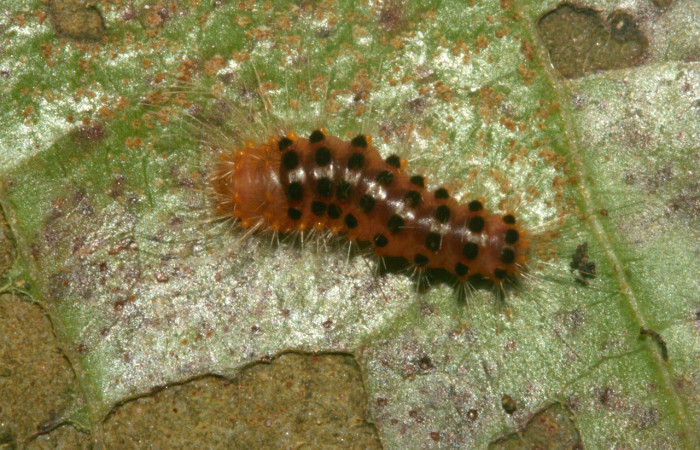 Fig. 1 Larva <i>Meganola intermedia</i> (Nolidae), vista dorsal mide 8mm. San Gerardo, Sector San Cristóbal, 500m.12-SRNP-3864-DHJ487220.jpg