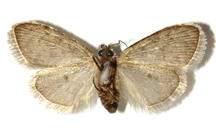 Fig. 7 Adulto [I]Meganola[/I] BioLep718, (Nolidae), vista dorsal mide 8mm. Estación, Sector Cacao, 500m. 02-SRNP-23148-DHJ321747.