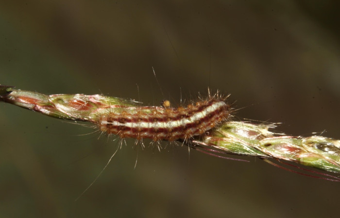 Fig. 9 Larva [I]Meganola[/I] Sullivan52,(Nolidae), vista dorsal mide 8mm. Estación, Sector Cacao, 500m.17-SRNP-30639-DHJ736213.jpg.