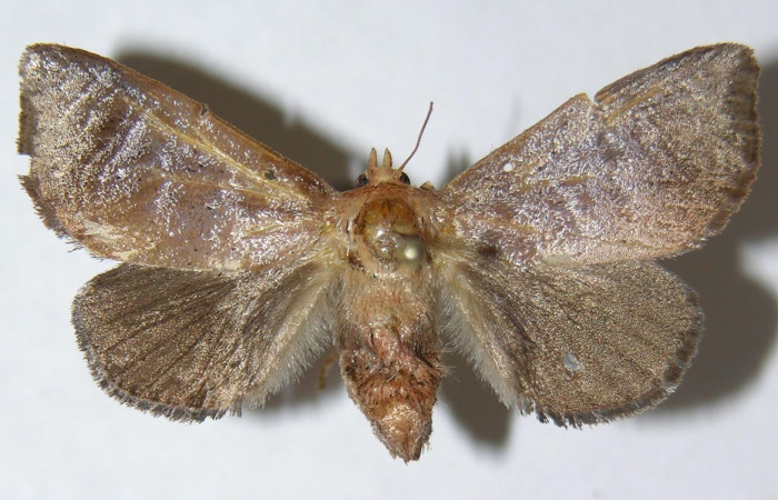 Figura. 17 Adulto <i>Natada michorta</i>, (Limacodidae), posición vista dorsal
entero. (08-SRNP-72768-DHJ500818).