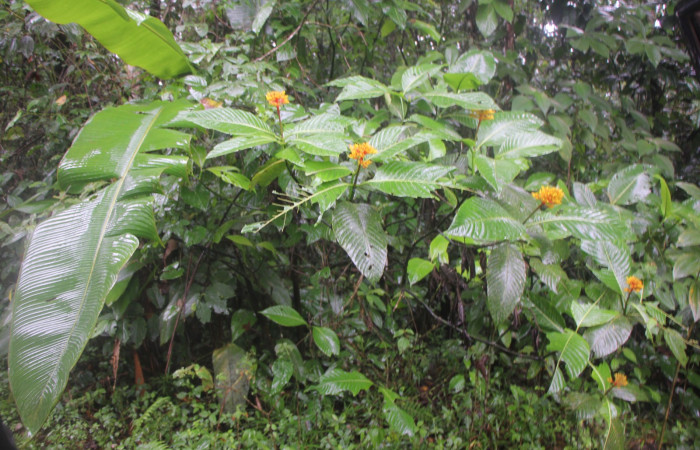 Figura. 1 Habitad, <i>Palicourea guianensis</i>, (Rubiaceae). Area de Conservación Guanacaste, Sector Rincón
Rain Forest, Selva. (elevación 410 metros), colectada el 9 de junio 2025. Foto, Jorge Hernández.
