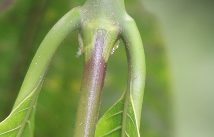 Figura. 3 Posición hojas, <i>Palicourea guianensis</i>, (Rubiaceae). Area de Conservación Guanacaste, Sector Rincón
Rain Forest, Selva. (elevación 410 metros), colectada el 9 de junio 2025. Foto, Jorge Hernández.