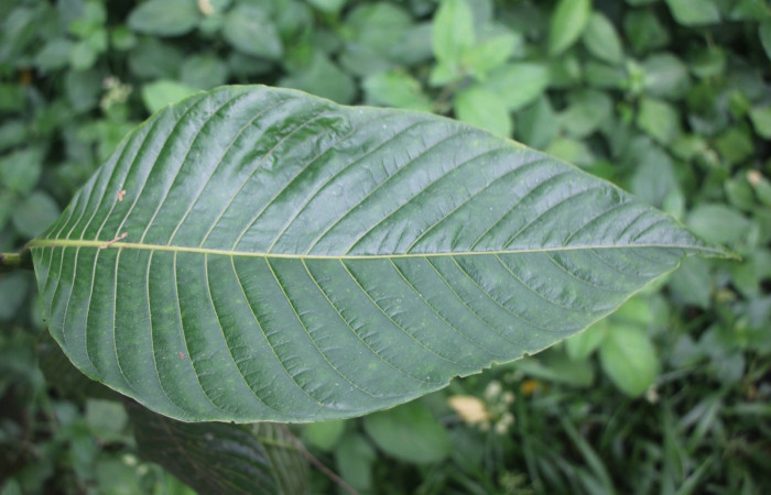 Figura. 4 Hojas has, <i>Palicourea guianensis</i>, (Rubiaceae). Area de Conservación Guanacaste, Sector Rincón
Rain Forest, Selva. (elevación 410 metros), colectada el 9 de junio 2025. Foto, Jorge Hernández.
