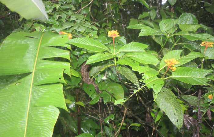 Figura. 6 Flores, <i>Palicourea guianensis</i>, (Rubiaceae). Area de Conservación Guanacaste, Sector Rincón
Rain Forest, Selva. (elevación 410 metros), colectada el 9 de junio 2025. Foto, Jorge Hernández.